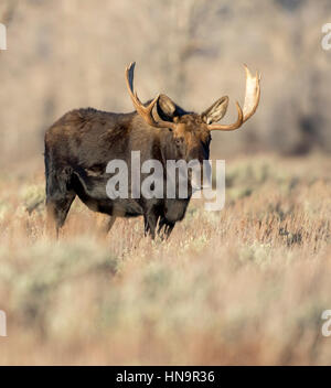 Bull moose en artemisa pradera permanente en otoño Foto de stock