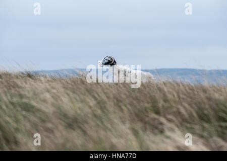 Oveja (oveja) de la leva Hawes, High Road, North Yorkshire, en un día ventoso Foto de stock