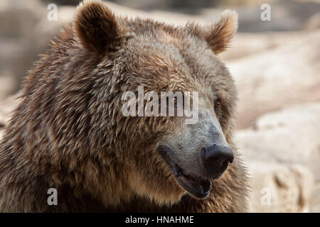 Euroasiática de oso pardo (Ursus arctos arctos), también conocido como el oso pardo europeo.