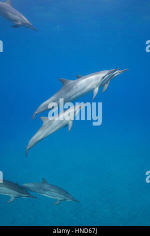 Hawaiian delfines giradores de Grey o delfines, Stenella longirostris longirostris, Hookena, sur de Kona, Hawaii ( la Isla Grande ), EE.UU. (Pacífico)