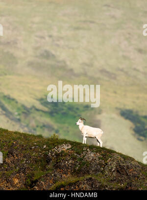 Un joven ram ovejas de Dall (Ovis dalli) se levanta sobre una cresta verde en el Parque Nacional Denali, Alaska.