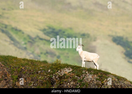 Un joven ram ovejas de Dall (Ovis dalli) se levanta sobre una cresta verde en el Parque Nacional Denali, Alaska.