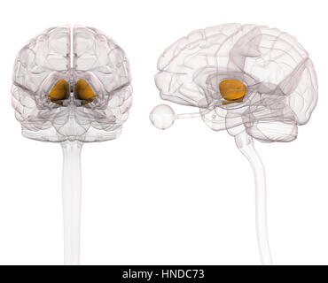 Anatomía del cerebro el tálamo Foto de stock