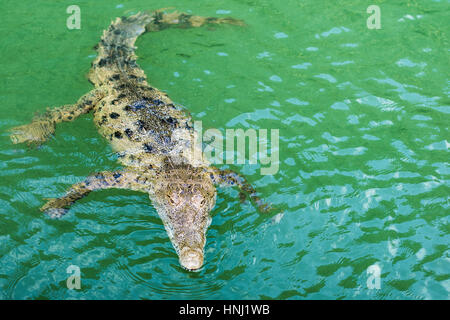El cocodrilo nadando en el río Negro, Jamaica