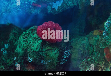 Blanca rosa manchada Urticina lofotensis anémona en un arrecife de coral del Océano Pacífico Foto de stock