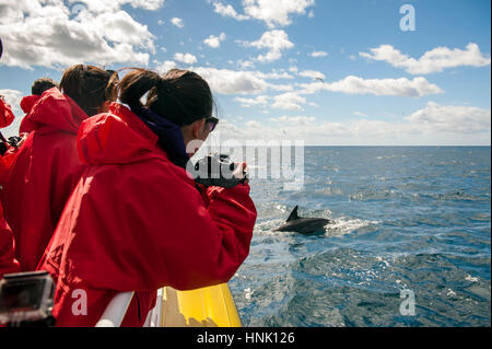 Los turistas fotografiar delfines en la costa de la Península de Tasmania. Los turistas están en un crucero con pennicott desierto viajes. Foto de stock