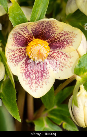 Manchas rojas superponer un pétalo color amarillo pálido en la forma de la rosa cuaresmal, Helleborus x hybridus