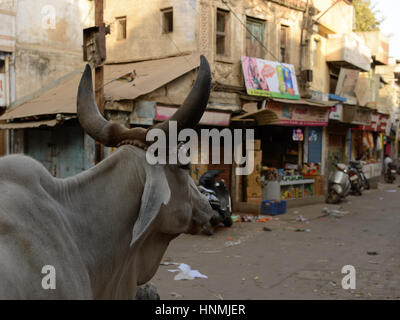 Bulliciosa calle en la India, visto con los ojos de una vaca sagrada Foto de stock