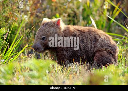 Wombat común (Vombatus ursinus), adultos en busca de comida, Wilson Promontory Parque Nacional, Victoria, Australia Foto de stock