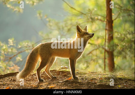 El zorro rojo de vista lateral en la belleza del bosque en otoño de retroiluminación con árbol en segundo plano.