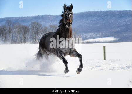 Black beauty quarter horse con melena negra ejecutando vigorosamente a través de la profunda nieve en polvo, cerca de una línea de árboles en una soleada finca vallada en campo en invierno. Foto de stock