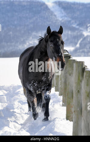 Black beauty quarter horse con una melena negra de pie en profundidad, nieve polvo cerca de una valla de madera en una soleada finca campo en el invierno. PA, EE.UU. Foto de stock