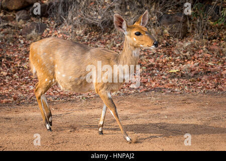 El bushbuck (Tragelaphus scriptus), el Parque Nacional Kruger, República de Sudáfrica.