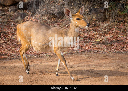 El bushbuck (Tragelaphus scriptus), el Parque Nacional Kruger, República de Sudáfrica.