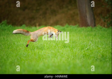 Zorro Rojo en cazar al ratón en campo de hierba durante el otoño con forrest en segundo plano.
