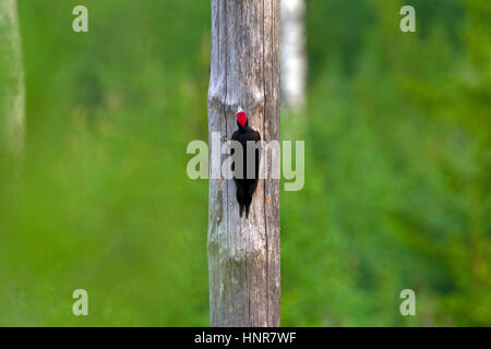 El pito negro (Dryocopus martius) macho forrajeando a lo largo del tronco de un árbol muerto en el bosque en busca de larvas Foto de stock
