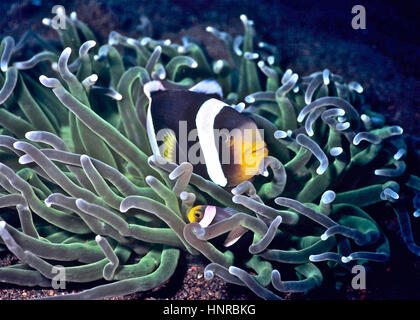 Un adulto el pez payaso (Amphiprion clarkii) y un menor en su host (anémona Heteractis magnifica): un ejemplo de simbiosis. Bali, Indonesia. Foto de stock