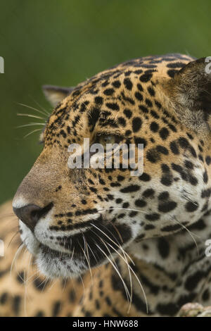 Jaguar, Panthera onca, en una reserva privada en Costa Rica. Foto de stock