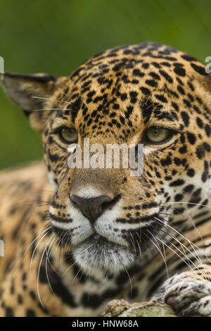 Jaguar, Panthera onca, en una reserva privada en Costa Rica. Foto de stock