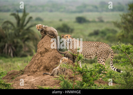 Cheetah madre y sus cachorros, descansar sobre la parte superior de la termita, en busca de presas y depredadores, Phinda Game Reserve, Sudáfrica Foto de stock