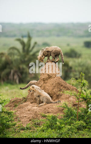 Cheetah madre y sus cachorros, descansar sobre la parte superior de la termita, en busca de presas y depredadores, Phinda Game Reserve, Sudáfrica Foto de stock
