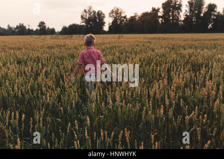 Vista trasera del muchacho en campo de trigo al atardecer Foto de stock