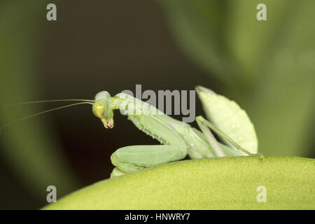 Mantis verde, Bangalore, Karnataka. Son una orden Mantises (Mantodea) de insectos que contiene más de 2.400 especies en unos 430 géneros en 15 familias Foto de stock