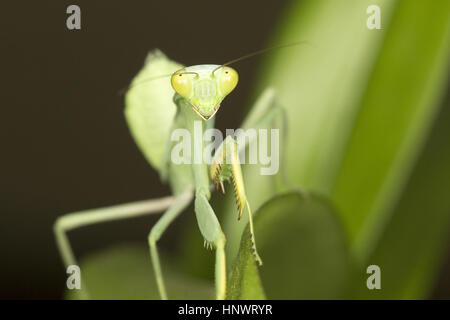 Mantis verde, Bangalore, Karnataka. Son una orden Mantises (Mantodea) de insectos que contiene más de 2.400 especies en unos 430 géneros en 15 familias Foto de stock