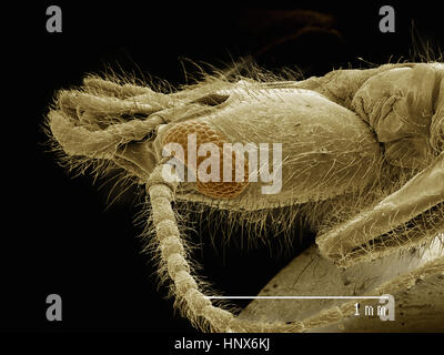 Micrografía electrónica de la cabeza de un webspinner (Embioptera)