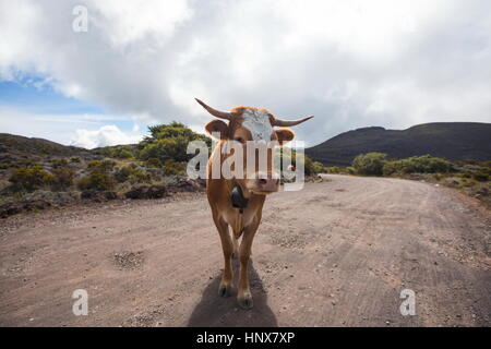 Paisaje con vaca en pista de tierra, la Isla de la reunión Foto de stock