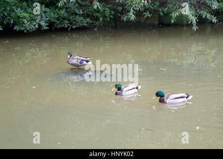 Tres ánades reales Los Patos en el Estanque fangoso Foto de stock