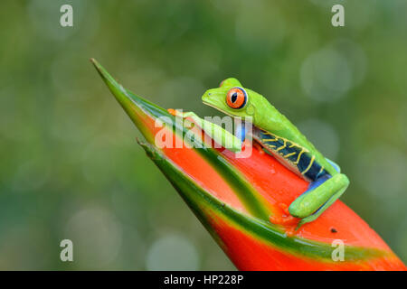 Red-eyed Tree Frog en el bosque lluvioso de Costa Rica