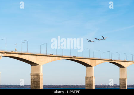 Tres cisnes silencio sobrevolando el puente de Öland en Suecia. El puente que conecta la isla Öland con la parte continental de Suecia. Foto de stock