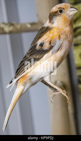 Kanarienvogel Foto de stock