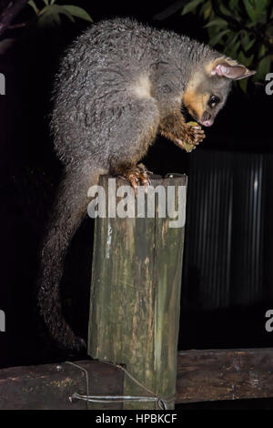 Common Brushtail Possum (Trichosurus vulpecula) comiendo en un vallado Foto de stock