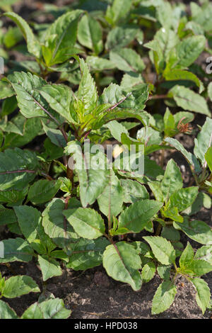 Indisches Springkraut, Drüsiges Springkraut, Blatt, Blätter, Jungpflanze, Impatiens glandulifera, Bálsamo del Himalaya, el casco del policía