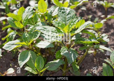 Indisches Springkraut, Drüsiges Springkraut, Blatt, Blätter, Jungpflanze, Impatiens glandulifera, Bálsamo del Himalaya, el casco del policía