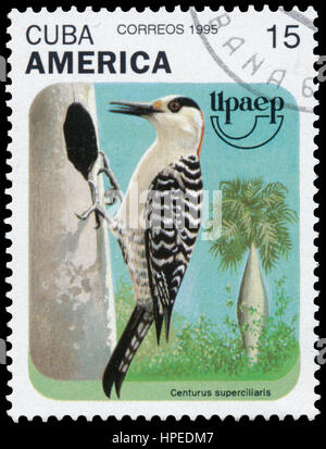 BUDAPEST, HUNGRÍA - 19 de febrero de 2017: sello impreso en Cuba muestra un pájaro, centurus superciliaris, circa 1975 Foto de stock