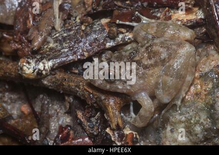 Un Frog (Limnonectes deinodon corrugado) en el bosque lluvioso de noche en las Tierras Altas de Genting, Selangor, Malasia Foto de stock