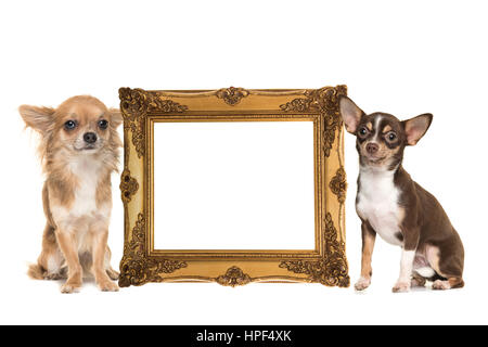 Retrato De Dos Perros Chihuahua De Pelo Corto De Diferentes Tamaños  Sentados En Una Casa De Perro De Madera, Sonriendo Con La Lengua Fuera Y  Mirando La Cámara. Fotos, retratos, imágenes y