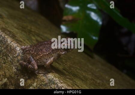 Un flujo menor Toad (Ingerophrynus parvus) en la selva de Ulu Yam, Selangor, Malasia Foto de stock