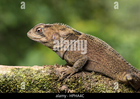 Iguana (Enyalioides heterolepis), Chocó rainforest, Ecuador Fotografía ...