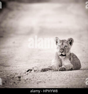 Imagen en blanco y negro de un cachorro de león tumbado en la carretera de terracería en Kapama Game Reserve (Sudáfrica) procesamiento artístico Foto de stock