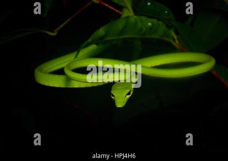 Un verde brillante serpiente látigo Orientales (Ahaetulla prasina) en la selva por la noche en el Parque Nacional Santubong, Sarawak, Borneo, Malasia Oriental