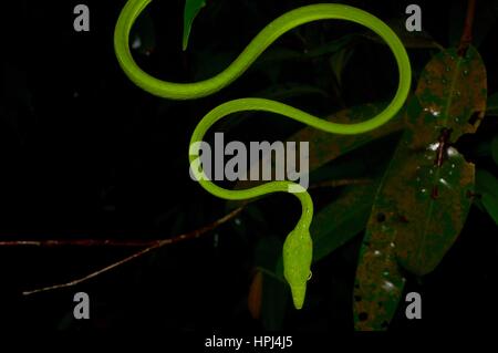 Un verde brillante serpiente látigo Orientales (Ahaetulla prasina) en la selva por la noche en el Parque Nacional Santubong, Sarawak, Borneo, Malasia Oriental