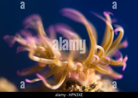Snakelocks anemone (Anemonia viridis) tentáculos destruídos. Anémona de mar en familia Actiniidae moviéndose en la corriente. Tentáculos son venenosos Foto de stock