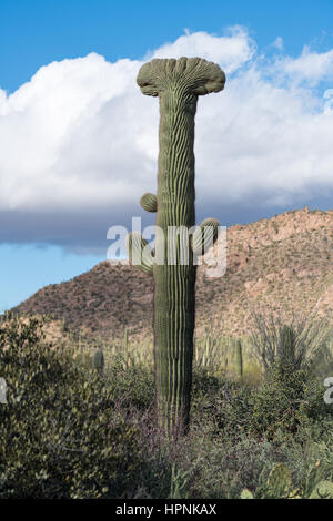 Bosque de saguaros en el Parque Nacional Saguaro en el Desierto de Sonora,  cerca de Tucson, Arizona, Estados Unidos. Rara nieve de invierno en las  Silver Bell Mountains Fotografía de stock 