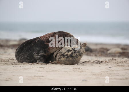 Focas grises (Halichoerus grypus) Masculino y Femenino apareamiento sobre playa isla Helgoland Alemania Foto de stock