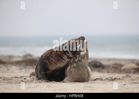Focas grises (Halichoerus grypus) Masculino y Femenino apareamiento sobre playa isla Helgoland Alemania Foto de stock