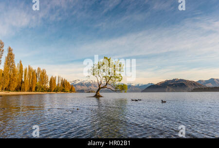 Único árbol de pie en el agua, el árbol, el Lago Wanaka Wanaka, Roy, la bahía de Otago, Southland, Nueva Zelanda